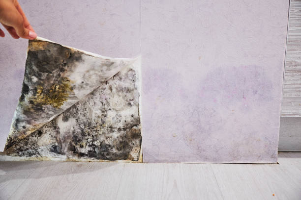 Mont Belvieu, TX Mold Remediation Company